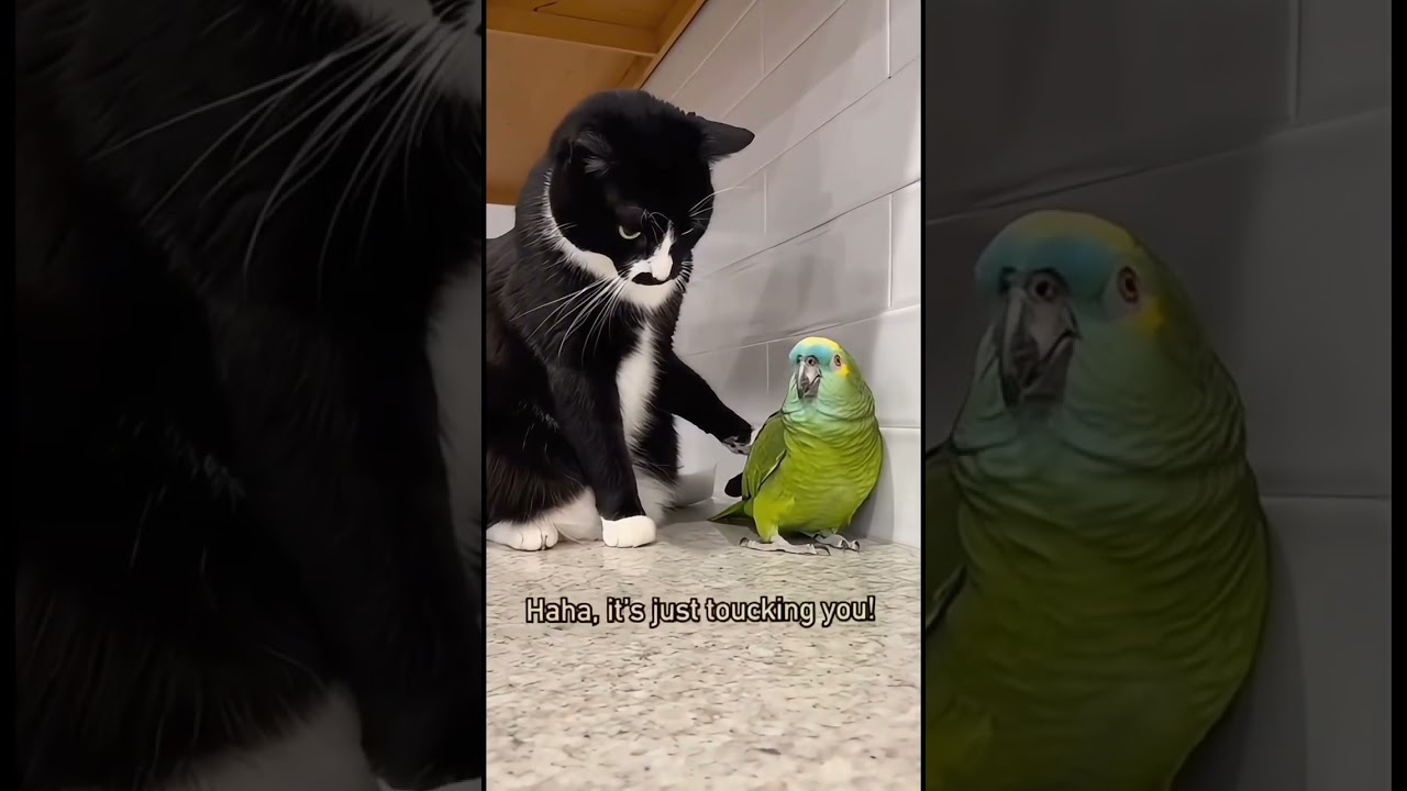🦜🐱 Parrot & Cat’s Funniest Moment Ever 😂 | Best Animal Duo!