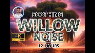 Soothing Willow Noise | 12 Hours BLACK SCREEN | Sleep, Tinnitus Relief & Focus