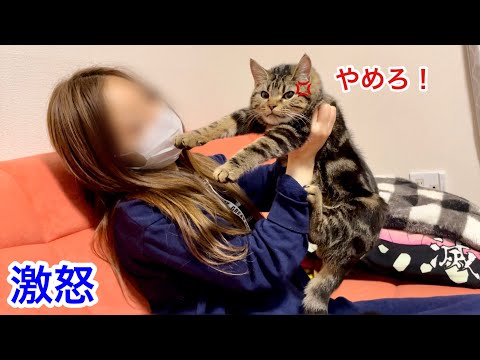飼い主への匂いチェックが激しすぎて激怒され逆ギレしてしまった子猫w