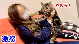 飼い主への匂いチェックが激しすぎて激怒され逆ギレしてしまった子猫w