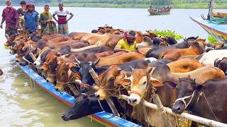 Download lagu Cow unloading, cow videos, cow video, animal, big cow, cattle, moo, cow, 393