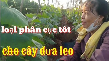 Loại phân cực tốt cho cây dưa leo, cách bón phân hiệu quả nhất cho cây dưa leo, chăm sóc dưa leo