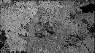 Dale Hollow Eagle Camera Live Stream