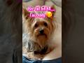Her tail tells all 🥰 #dog #dogshorts #doglife #pets #petlover
