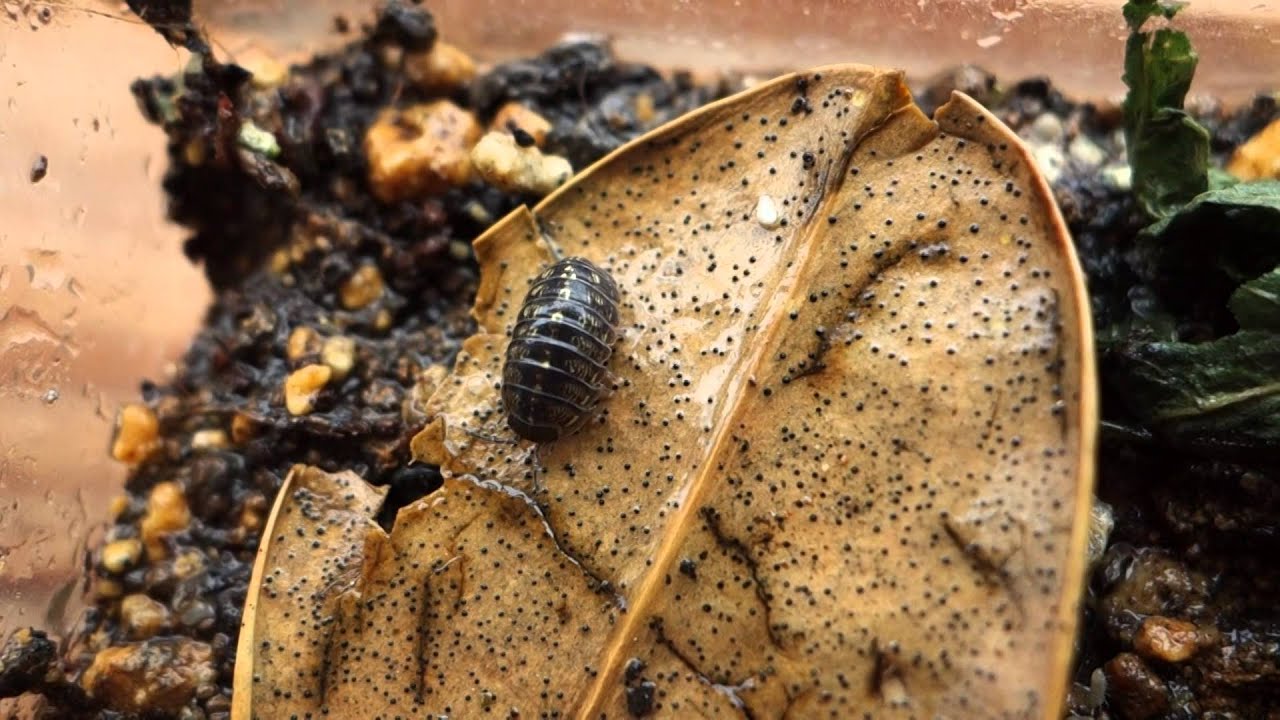 ダンゴムシの生態