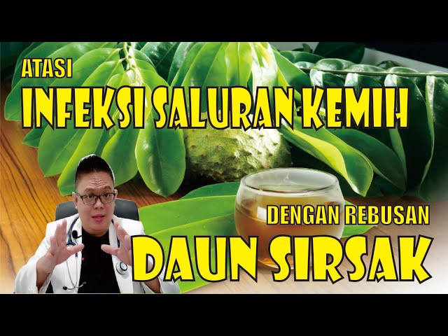 ATASI INFEKSI SALURAN KEMIH DENGAN MINUM REBUSAN DAUN SIRSAK class=