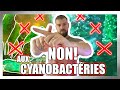 Liminer les cyanobactries en aquarium