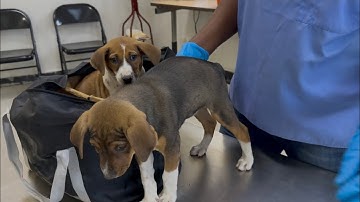 Support Our Mangoworm Veterinary Work — Patreon Link Inside