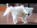 Funny cats and dogs 2023😆 Funny animal videos - Funny animals 280