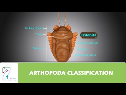 ARTHOPODA CLASSIFICATION