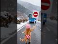 The reason the kitten stopped the car was...#cat #love #animals #shorts
