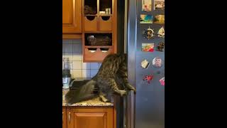 Открыватор Холодильников) #cute #funny #animals #животные #кошки #собаки #приколы