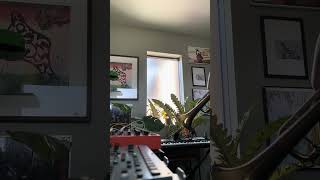 Octatrack × Trumpet Jam — Miles Davis & funkadelic Inspired②