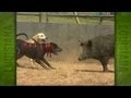 Uncle Earl's Hog Dog Trials (2004)