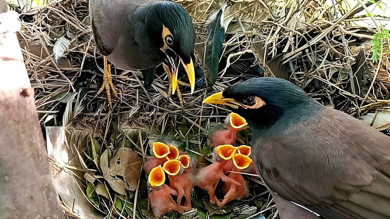 Myna nest full of babies and lack of food from parents! - YouTube