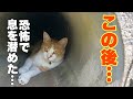 逃げろ!…怯える妹、必死で守る兄!山奥で暮らす猫の姿に言葉を失った