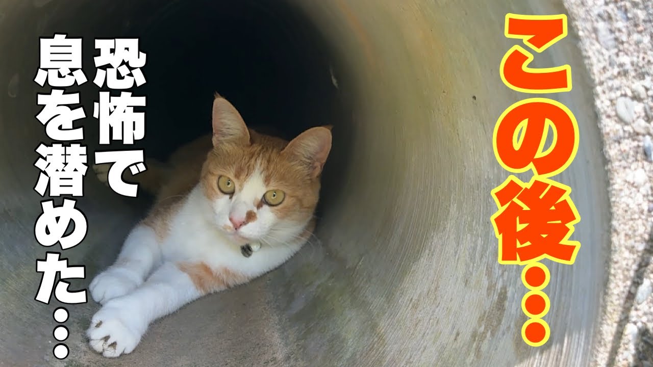 Cats living in a mountain village in Japan. - YouTube