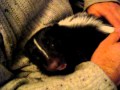 Pet skunk Arthur eats banana