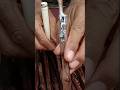grafting grape seedlings #agriculture #farmingtips #grafting