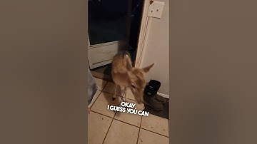 They helped animals during a tornado 👏