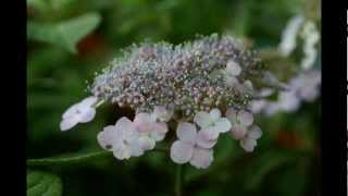 ヤマアジサイ2(高画質）