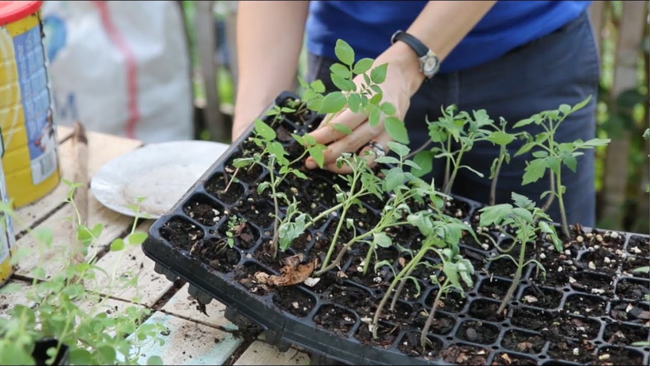 Planting Tomatoes with Rachel - YouTube