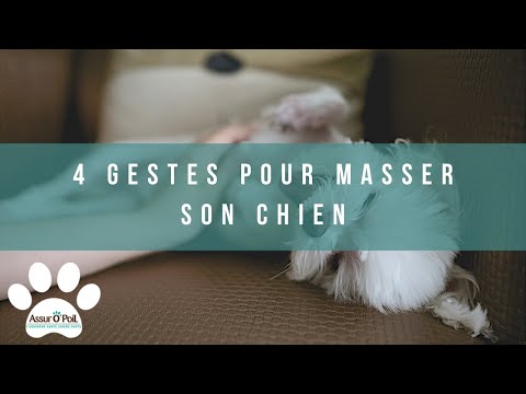 Vidéo: Pourquoi les chiens fuient-ils quand ils meurent?