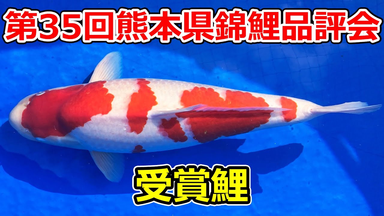 プロが選んだ鯉100選 優秀品 No 11－11 2歳孔雀黄金 36cm