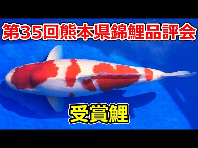 受賞鯉】第35回熊本県錦鯉品評会 2025年12月14日 - YouTube