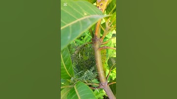 Sparrow Bird Building A Nest On Mango Tree #Shorts