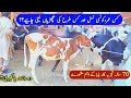 Malumor mandi today update  heifers rates  cow babies price update  pk janwar 2023