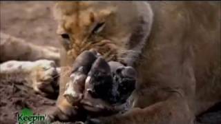 Keepin It Green: Getting Wild with the Wildlife Conservation Film Festival