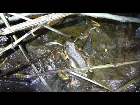 Vernal Pool Phibs 2