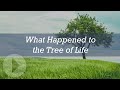 What Happened to the Tree of Life - Paul Nelson