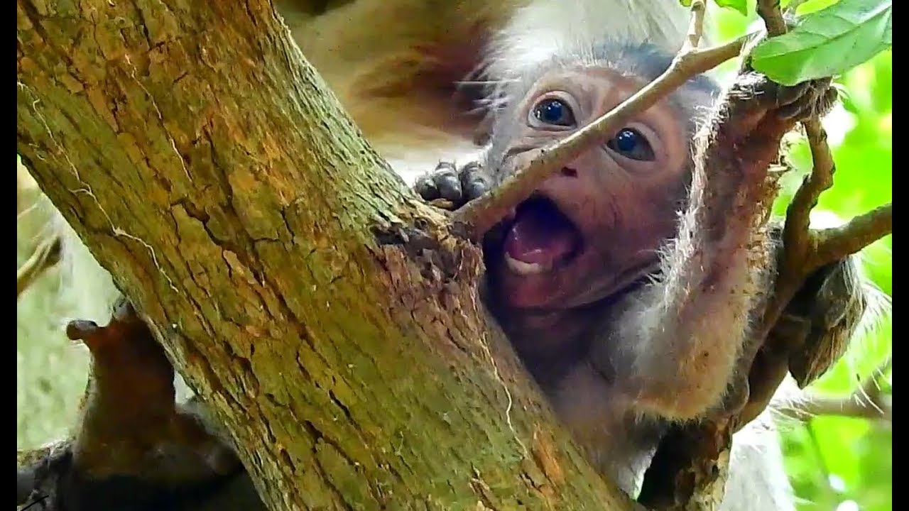 So Sadly Poor Baby Lori supper cry cos mom Amari hit Baby & Reject not give milk |