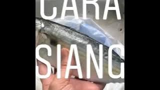 Cara Siang Ikan Kembung / How to clean mackerel
