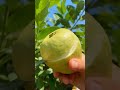فاكهة الأجاص Pear Fruit Shorts 