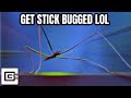 get stickbugged lol but it's a remix