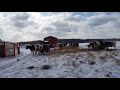 Наши айрширские коровки зимой