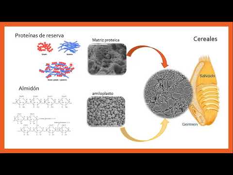 Video: ¿Durante la germinación de las semillas se moviliza el alimento almacenado?