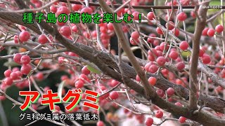 アキグミ - 種子島の樹木・花木 - ふるさと種子島