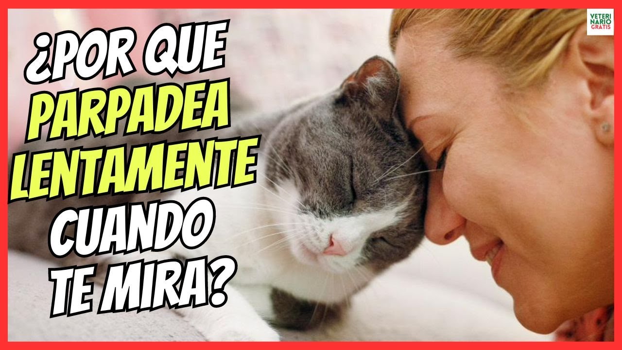 💝 ¿PORQUE LOS GATOS PARPADEAN LENTAMENTE CUANDO MIRAN A SUS DUEÑOS? 💝