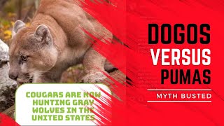THE PUMA KILLER MYTH! by Dogumentary TV 5,657 views 8 months ago 9 minutes, 41 seconds