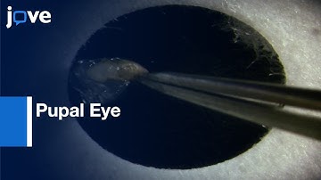 Pupal Eye Live Imaging | Protocol Preview