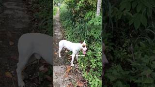 Anjing ras belang sapi‼️