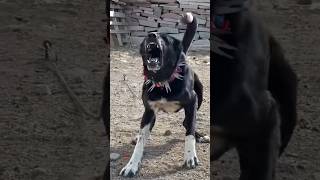 #dogs #funny #dog