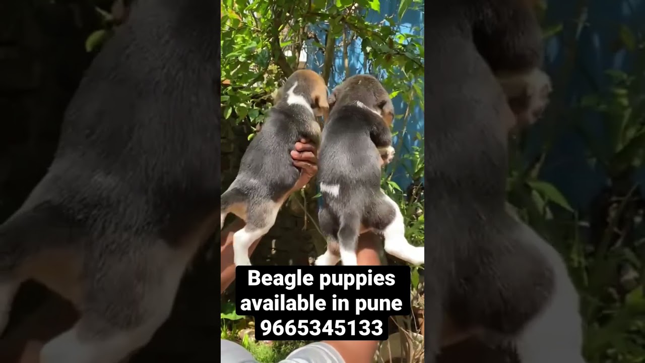 Beagle puppies available in pune. 9665345133. Dog breeder in Pune Dog