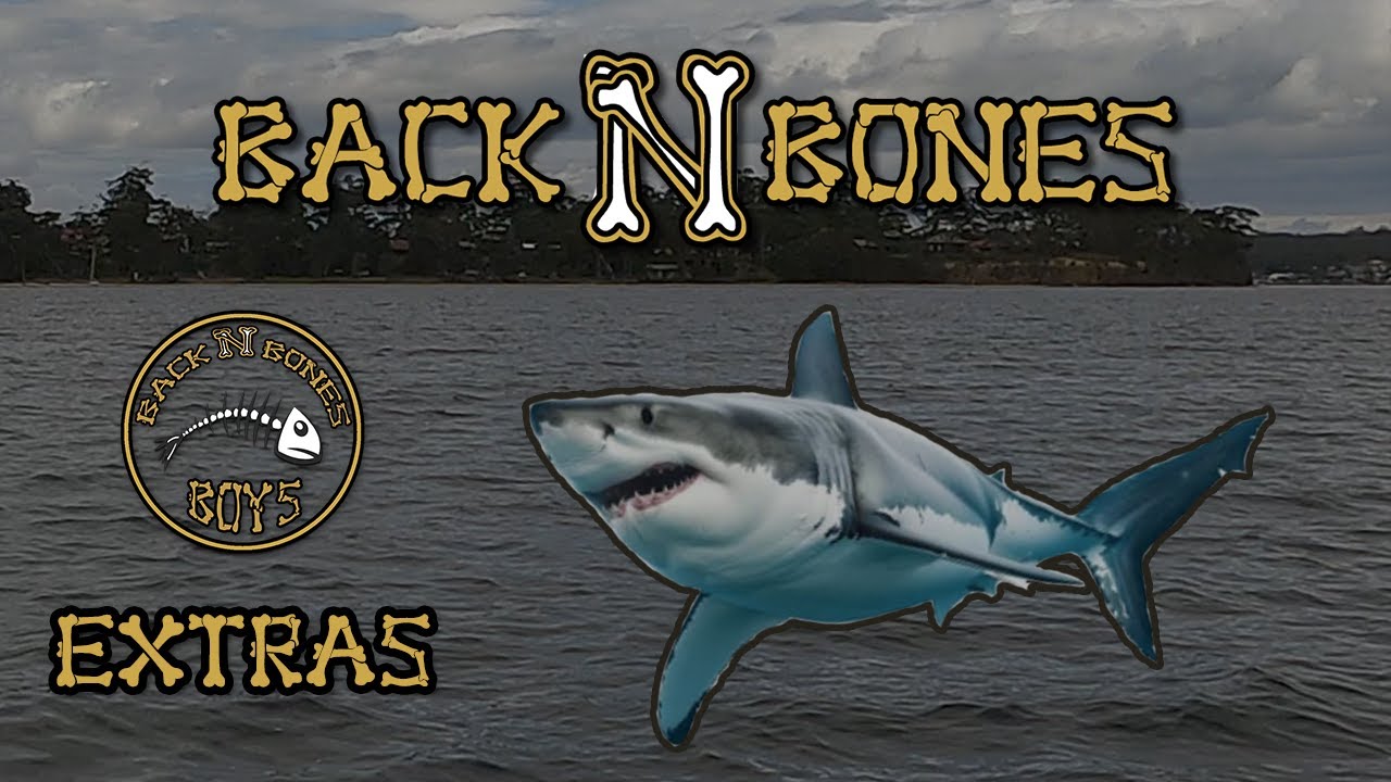 Great White In St Georges Basin