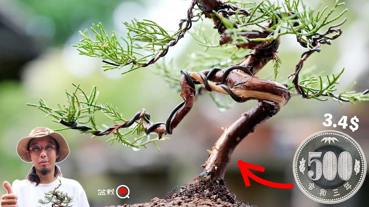 ワンコインで販売する真柏を仕立ててみました【盆栽Q】