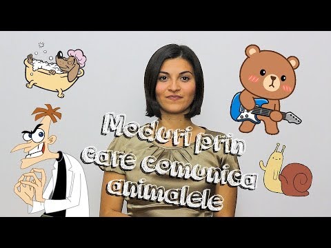 Video: 3 moduri de a comunica cu animalele